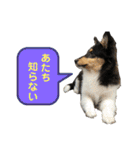 シェルティ 来（個別スタンプ：23）
