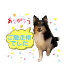 シェルティ 来（個別スタンプ：24）