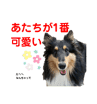 シェルティ 来（個別スタンプ：25）