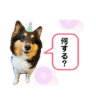 シェルティ 来（個別スタンプ：29）