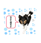 シェルティ 来（個別スタンプ：33）