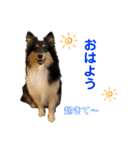 シェルティ 来（個別スタンプ：34）