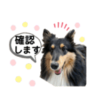 シェルティ 来（個別スタンプ：39）