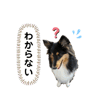 シェルティ 来（個別スタンプ：40）