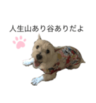 心配ブランくんstamp（個別スタンプ：1）