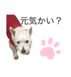 心配ブランくんstamp（個別スタンプ：6）