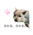 心配ブランくんstamp（個別スタンプ：7）
