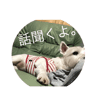 心配ブランくんstamp（個別スタンプ：8）