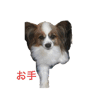 ランと混ざり物（個別スタンプ：1）