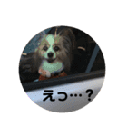 ランと混ざり物（個別スタンプ：5）
