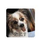 ランと混ざり物（個別スタンプ：9）