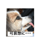 ランと混ざり物（個別スタンプ：10）