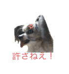 ランと混ざり物（個別スタンプ：11）