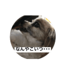 ランと混ざり物（個別スタンプ：12）