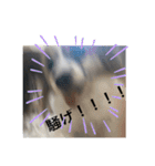 ランと混ざり物（個別スタンプ：13）