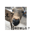 ランと混ざり物（個別スタンプ：16）