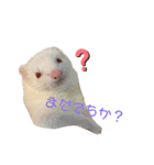 フェレちゃんスタンプ（個別スタンプ：3）
