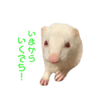 フェレちゃんスタンプ（個別スタンプ：11）