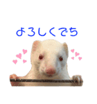 フェレちゃんスタンプ（個別スタンプ：17）