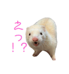 フェレちゃんスタンプ（個別スタンプ：20）