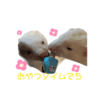 フェレちゃんスタンプ（個別スタンプ：24）