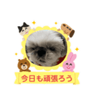 シーズーのくっき〜日常会話スタンプ（個別スタンプ：11）