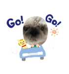 シーズーのくっき〜日常会話スタンプ（個別スタンプ：12）
