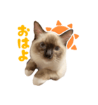 世界の諭吉（個別スタンプ：1）