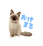 世界の諭吉（個別スタンプ：2）