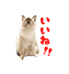 世界の諭吉（個別スタンプ：3）