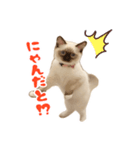 世界の諭吉（個別スタンプ：5）
