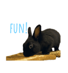 黒うさぎ/ネザーランドドワーフ（個別スタンプ：3）