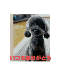 ワンズのつぶやき〜（個別スタンプ：11）