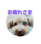 ワンズのつぶやき〜（個別スタンプ：12）
