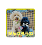 ワンズのつぶやき〜（個別スタンプ：13）
