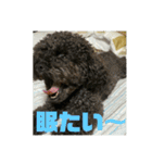 ワンズのつぶやき〜（個別スタンプ：14）