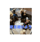 ワンズのつぶやき〜（個別スタンプ：16）