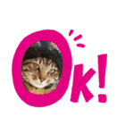 ちまきとあずきのに（個別スタンプ：1）