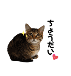 ちまきとあずきのに（個別スタンプ：17）