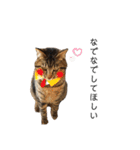 ちまきとあずきのに（個別スタンプ：18）