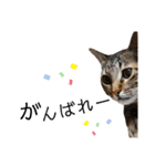 ちまきとあずきのに（個別スタンプ：20）