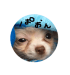 とろろのまいにち（個別スタンプ：1）
