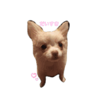 とろろのまいにち（個別スタンプ：2）