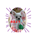 可愛いチワワちゃんの日常（個別スタンプ：1）