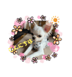 可愛いチワワちゃんの日常（個別スタンプ：2）