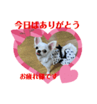 可愛いチワワちゃんの日常（個別スタンプ：4）