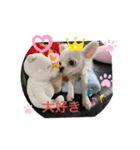 可愛いチワワちゃんの日常（個別スタンプ：5）