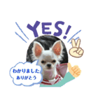 可愛いチワワちゃんの日常（個別スタンプ：10）