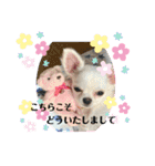 可愛いチワワちゃんの日常（個別スタンプ：12）
