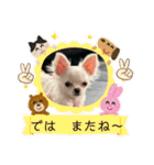 可愛いチワワちゃんの日常（個別スタンプ：13）